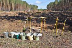 На Среднем Урале восстановят 32 тыс. гектаров леса