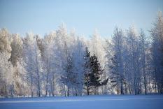 Свыше 30 тыс. гектаров леса восстановят на Среднем Урале