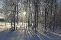 На Среднем Урале стали чаще незаконно рубить лес