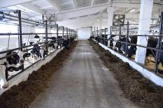 Ограничения на вывоз молока полностью сняты в Свердловской области