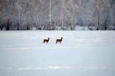 Численность диких животных увеличилась в свердловских лесах