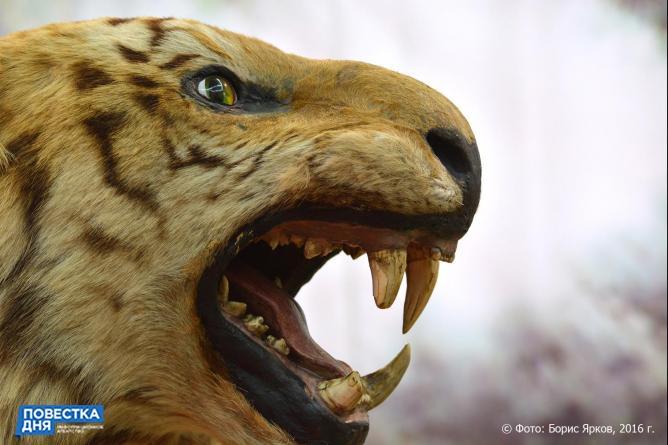 В Испании тигр насмерть загрыз сотрудницу зоопарка