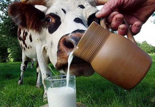 Субсидии Свердловской области на молочное хозяйство