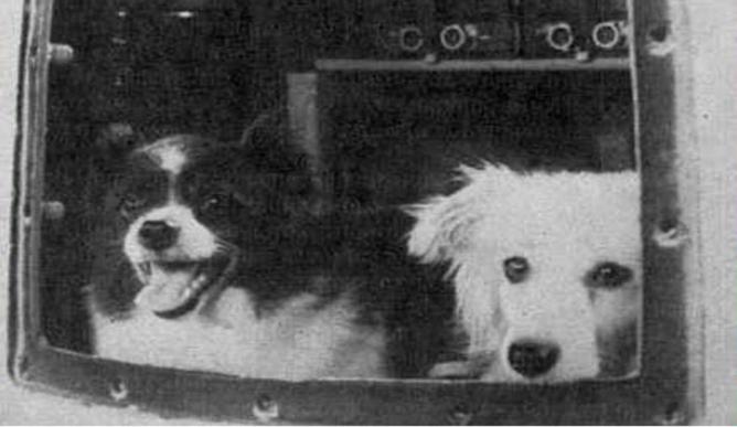 65 лет назад в космос отправились первые живые существа нашей планеты – собаки Дезик и Цыган