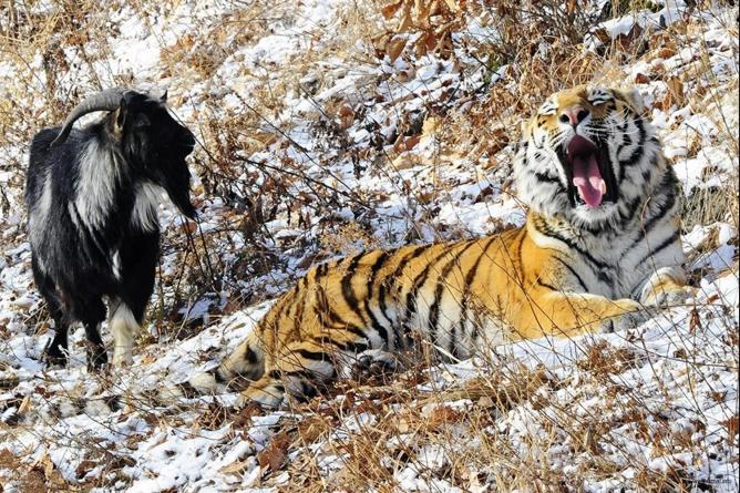 Дружба тигра Амура и козла Тимура оказалась PR-акцией