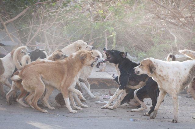 В Нижнем Тагиле агрессивные бродячие собаки охотятся на детей