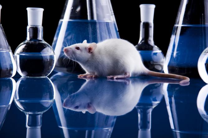 Британским учёным удалось создать эмбрион мыши из стволовых клеток
