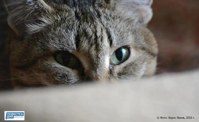 В Новосибирске жильцы вызвали ОМОН из-за скребущегося в дверь кота