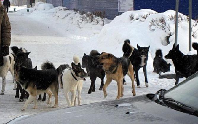 Под Екатеринбургом нашли кладбище бродячих собак